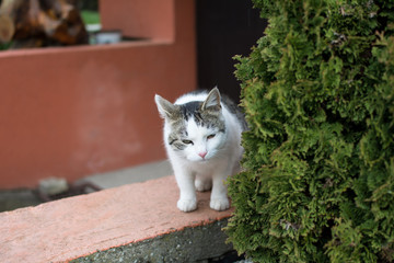 White cat outdoor. She is looking straight beside the big bush