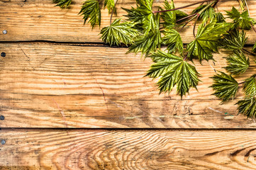 Spring maple leaves over wooden background with copy space