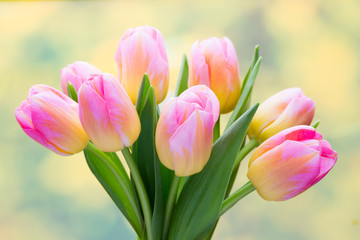 Fototapeta premium Spring flowers. Tulip bouquet on the bokeh background.