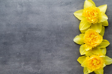 Yellow daffodils on a grey background. Easter greeting card.