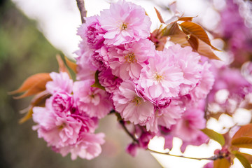 pink flower