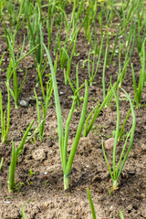 Chives in spring garden. Green onions planted in neat rows.