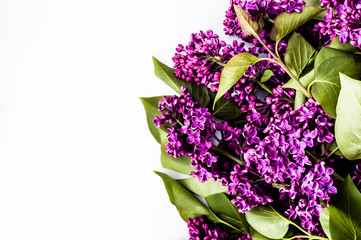 Lilac flowers on white background