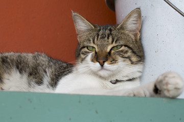 Cats