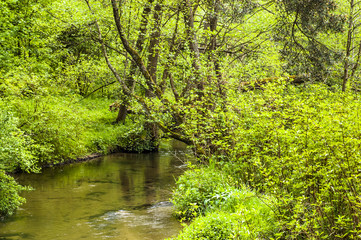 Fototapeta na wymiar River among trees, forest by the river at spring