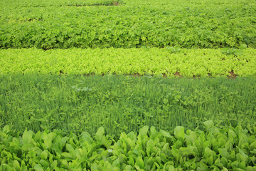 variety vegetable plants in growth at vegetable garden