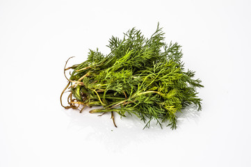 Fresh dill isolated on white background