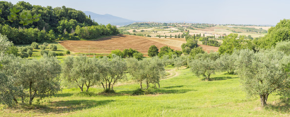 field of olive trees in summer day  in tuscany in Italy