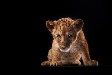 Fototapeta na wymiar little lion cub on black background