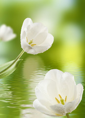 Image of white tulips over the water