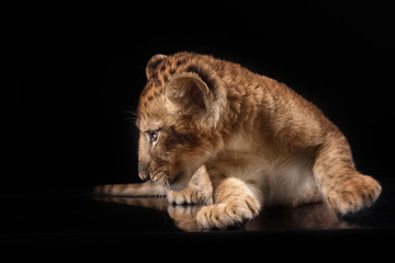 Obraz na płótnie Canvas little lion cub on black background