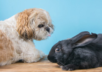 dog and rabbit have fun