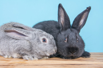 rabbits in studio