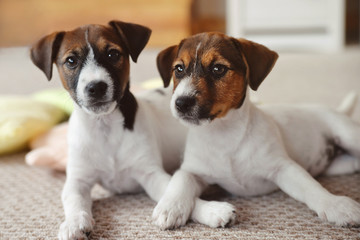 two Jack Russell Terrier puppies at home interior