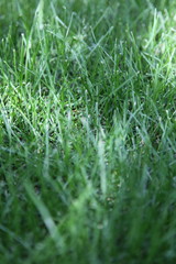 A newly seeded, fertilized and mowed lawn, taken in the shadow of trees
