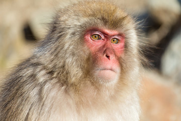 Monkey close up