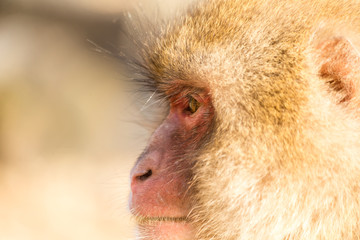 Side profile of monkey