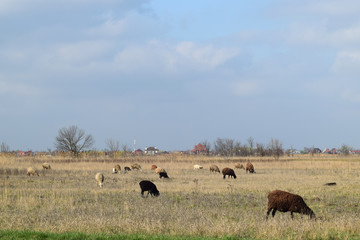 Fototapeta na wymiar Sheep in the pasture