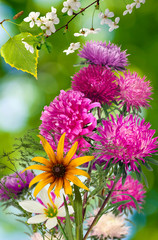 Image of beautiful flowers in a park close-up
