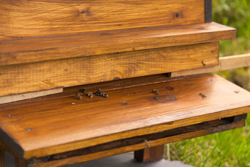 British Black Bees with Pollen at the Hive Entrance
