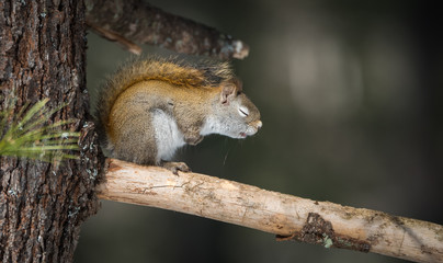 Sleepy springtime Red squirrel with eyes closed, resting on a pine tree branch in a woods.  - 105288762