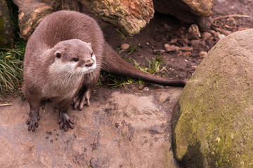Otter and Paw prints