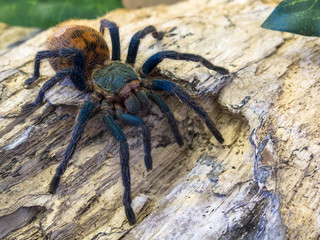 Chromatopelma cyaneopubescens