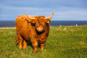 Highland Cow in a Field Near the Sea
