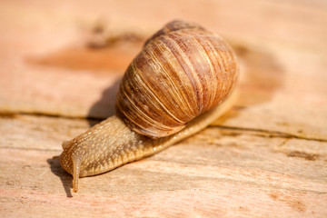 Einhorn-Schnecke