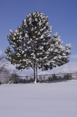 Pine in Winter