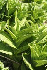American false hellebore (Veratrum viride var. viride), a medical plant of Canada