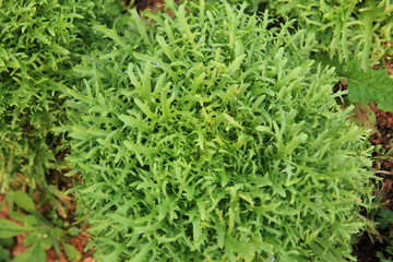 Ruccola plants in growth at garden
