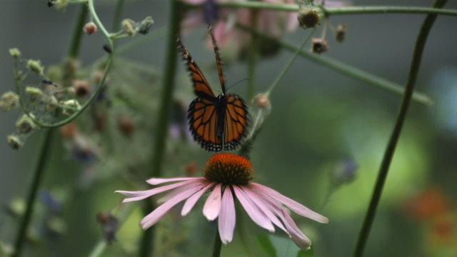 Monarch Butterfly, slow motion