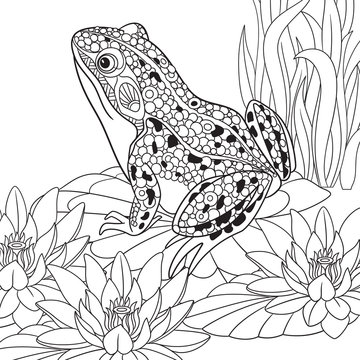 Zentangle stylized cartoon frog sitting among lotus flowers, water-lilies. Sketch for adult antistress coloring page. Hand drawn doodle, zentangle, floral design elements for coloring book.