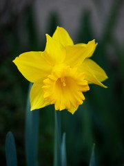 ラッパスイセン