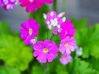 Obraz premium プリムラ・マラコイデス