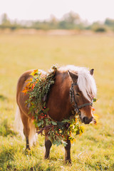 Little pony with flowers on the sunny green field