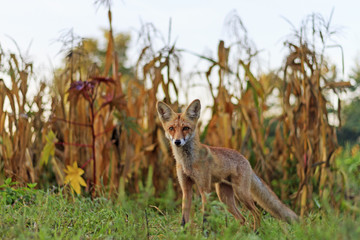 Red fox in the garden