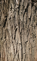 söğüt ağacı dokusu