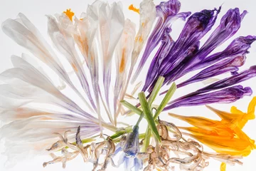 Crédence de cuisine en verre imprimé Crocus crocus and iris wilted flowers 