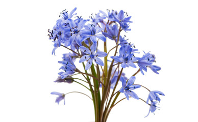 Fototapeta premium Siberian squill (Scilla siberica)