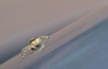 Aranha saltadora em superfície reflexiva.