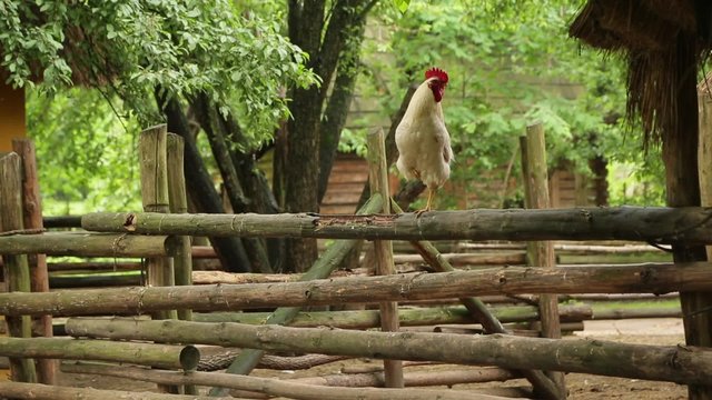 Rooster stands on one leg on a wooden fence.
