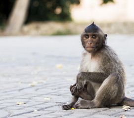 Obraz premium Monkey