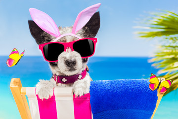vacation easter dog