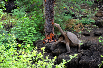 Riesenschildkroete Galapagos