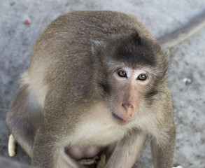 Monkey