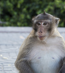 Naklejka premium Monkey