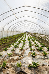 Lettuce vegetables grown in the greenhouse