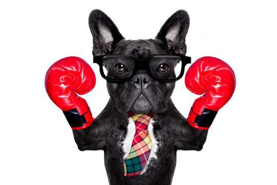 boxing dog